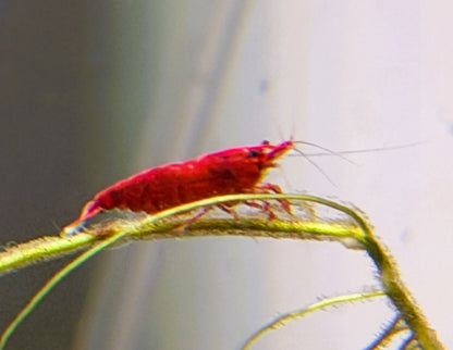 Bloody Mary Shrimp