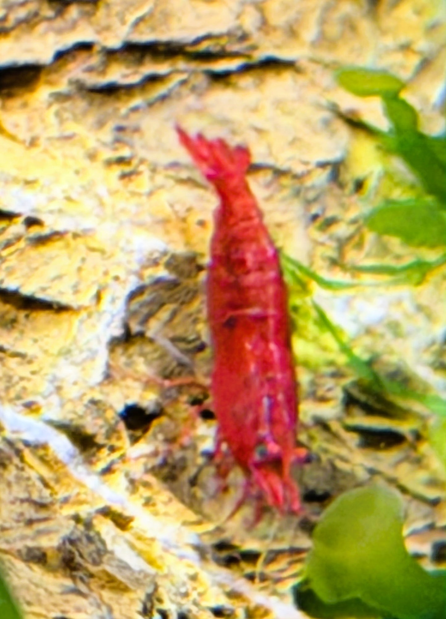 Bloody Mary Shrimp