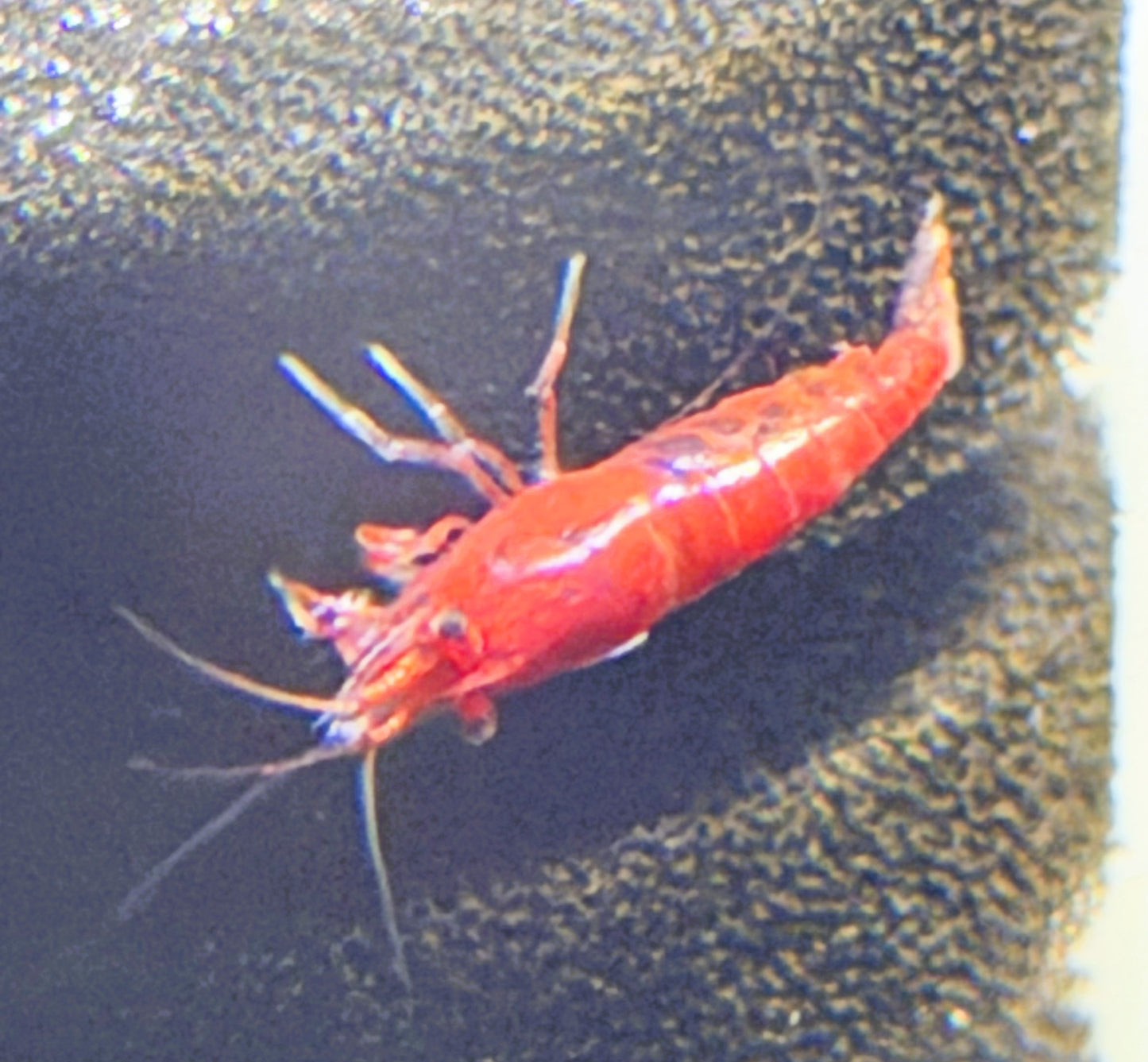 Bloody Mary Shrimp