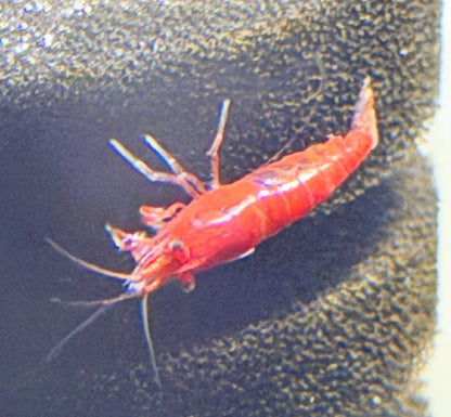 Bloody Mary Shrimp