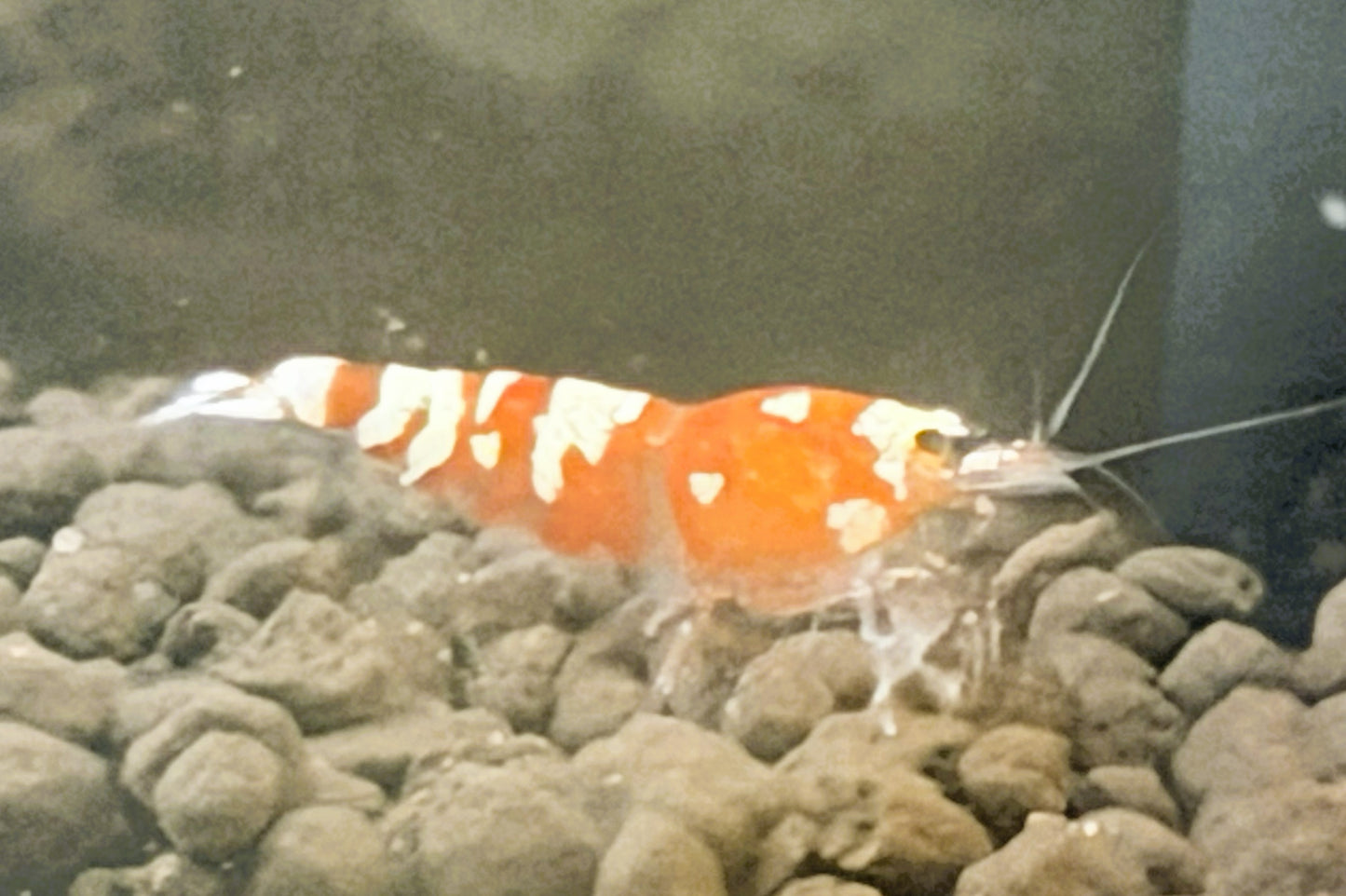 Red Fancy Tiger Shrimp