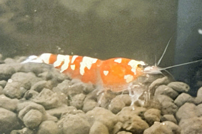 Red Fancy Tiger Shrimp