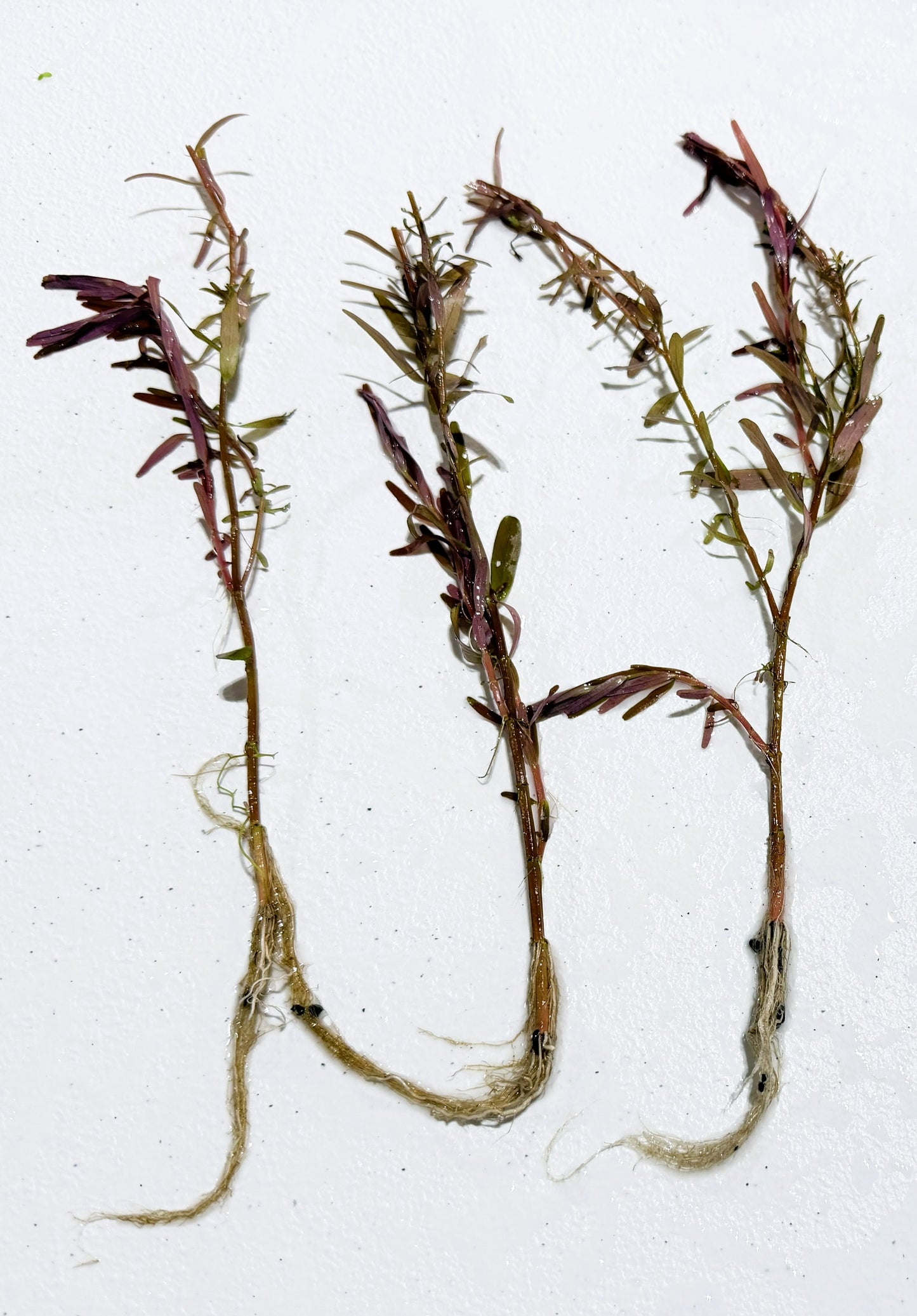 Rotala Blood Red - 3 Stems