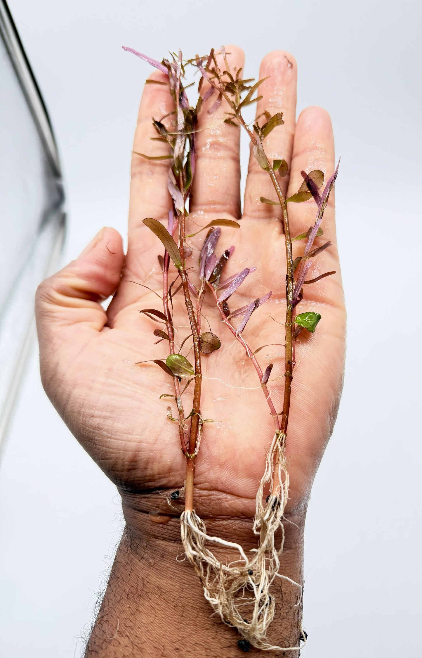Rotala Blood Red - 3 Stems