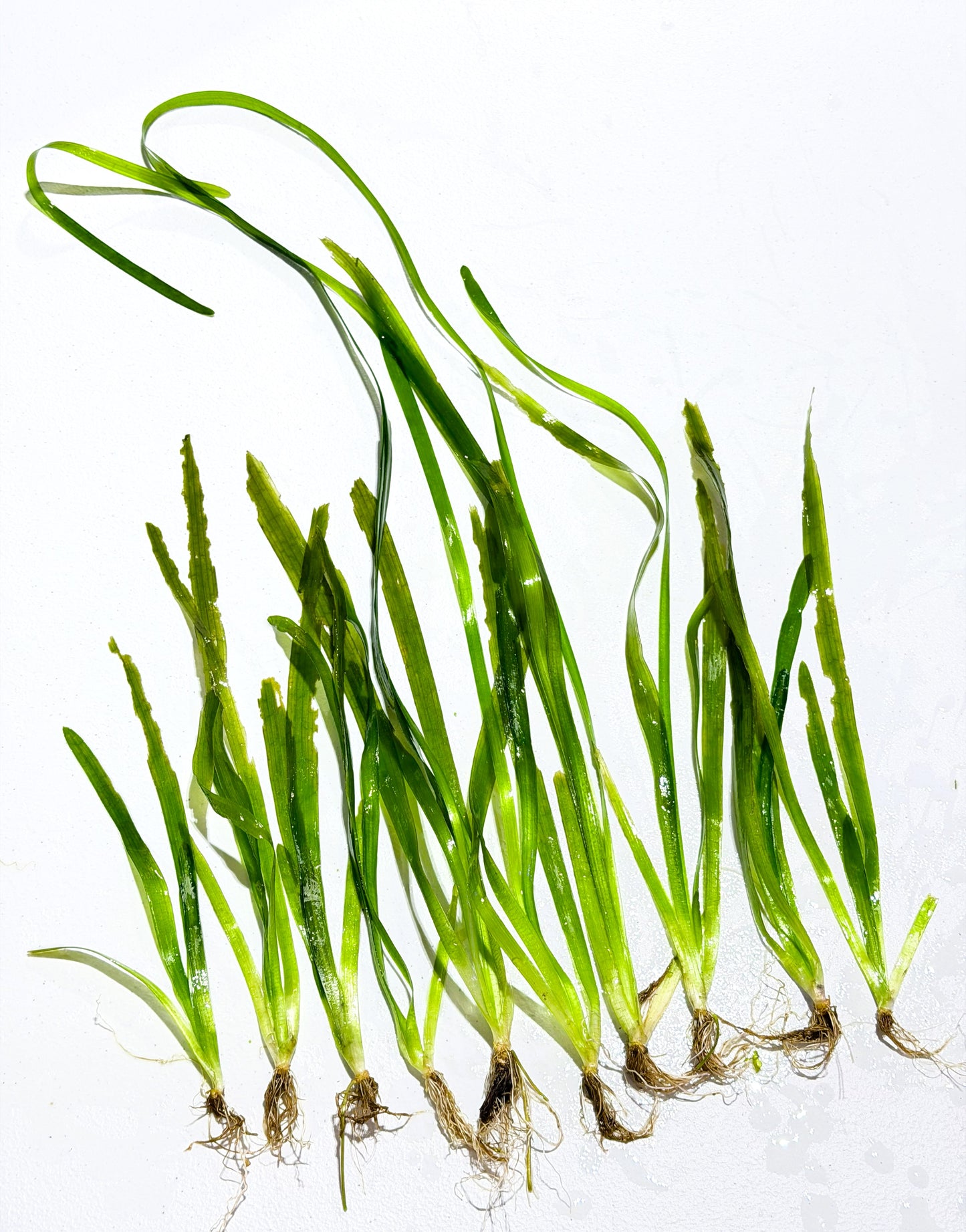 10 Pack Vallisneria (Jungle Val)