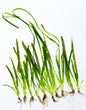 10 Pack Vallisneria (Jungle Val)