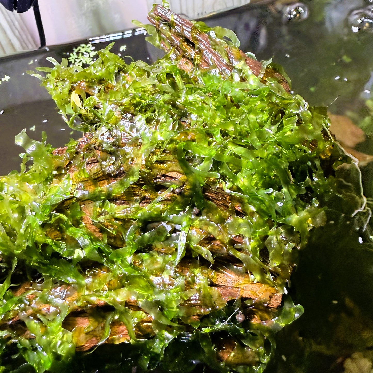 Subwassertang Portion - 20 Grams