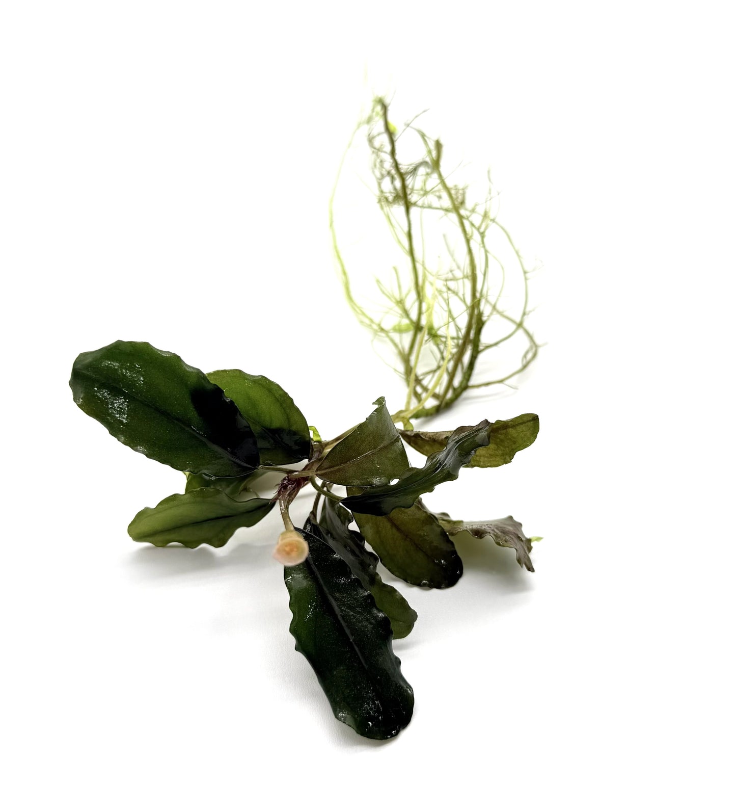 Bucephalandra Aquarium Plants - Assorted