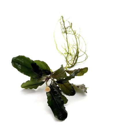 Bucephalandra Aquarium Plants - Assorted