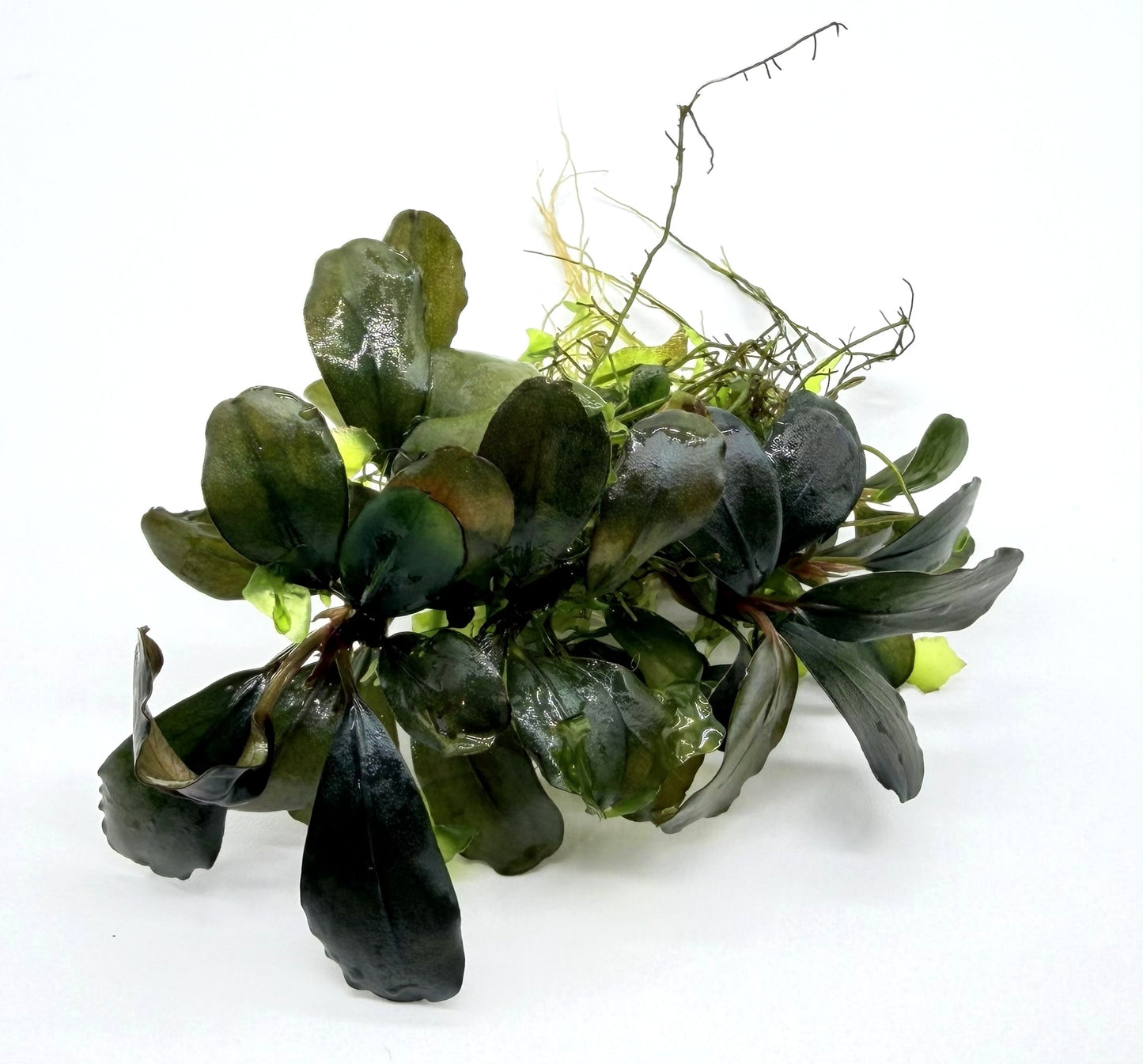 Bucephalandra Aquarium Plants - Assorted