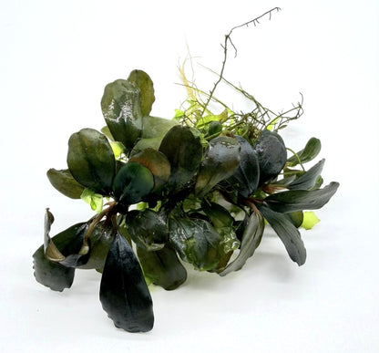 Bucephalandra Aquarium Plants - Assorted
