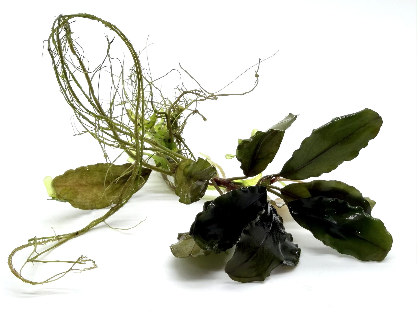 Bucephalandra Aquarium Plants - Assorted