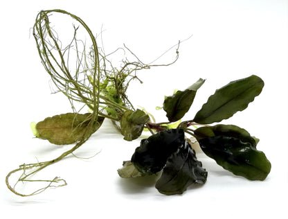 Bucephalandra Aquarium Plants - Assorted