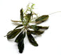 Bucephalandra Aquarium Plants - Assorted