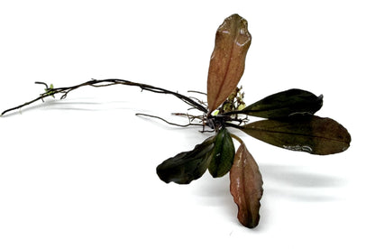 Bucephalandra Aquarium Plants - Assorted