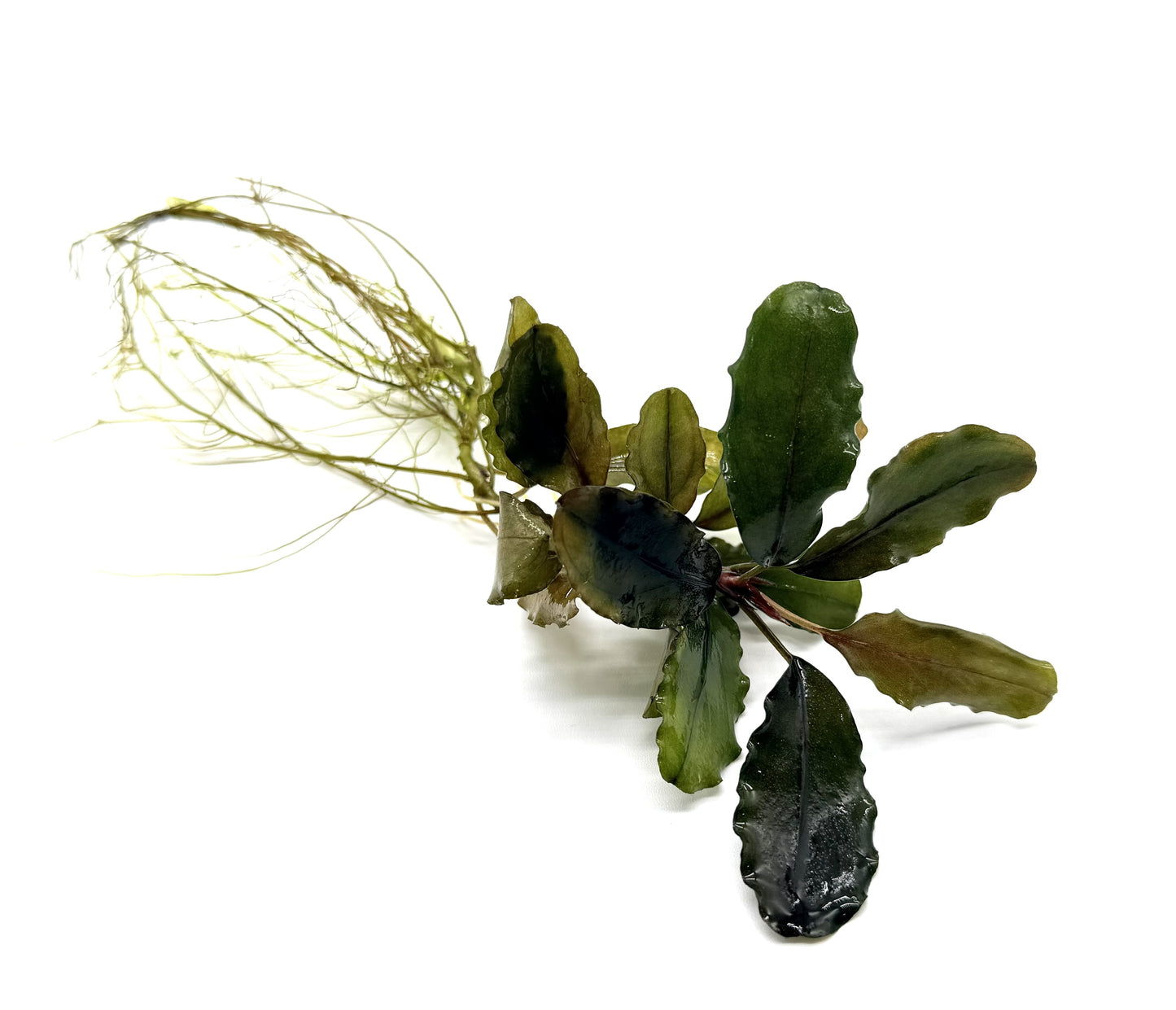 Bucephalandra Aquarium Plants - Assorted