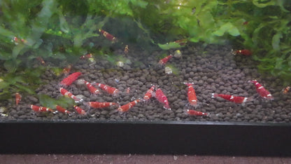 Santa Crystal Red Shrimp