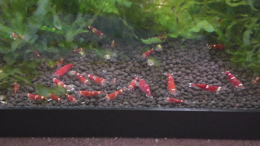 Santa Crystal Red Shrimp