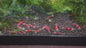 Santa Crystal Red Shrimp