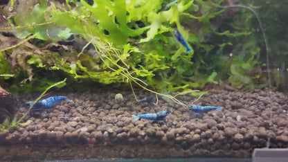 Blue Bolt Shrimp