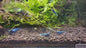 Blue Bolt Shrimp