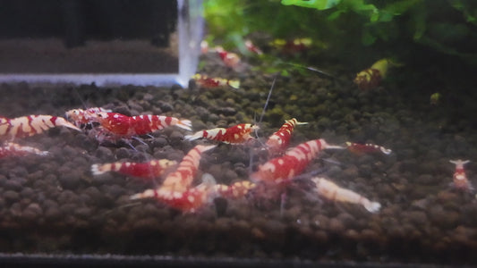 Red Fancy Tiger Shrimp