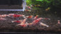 Red Fancy Tiger Shrimp