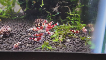 Red King Kong Shrimp