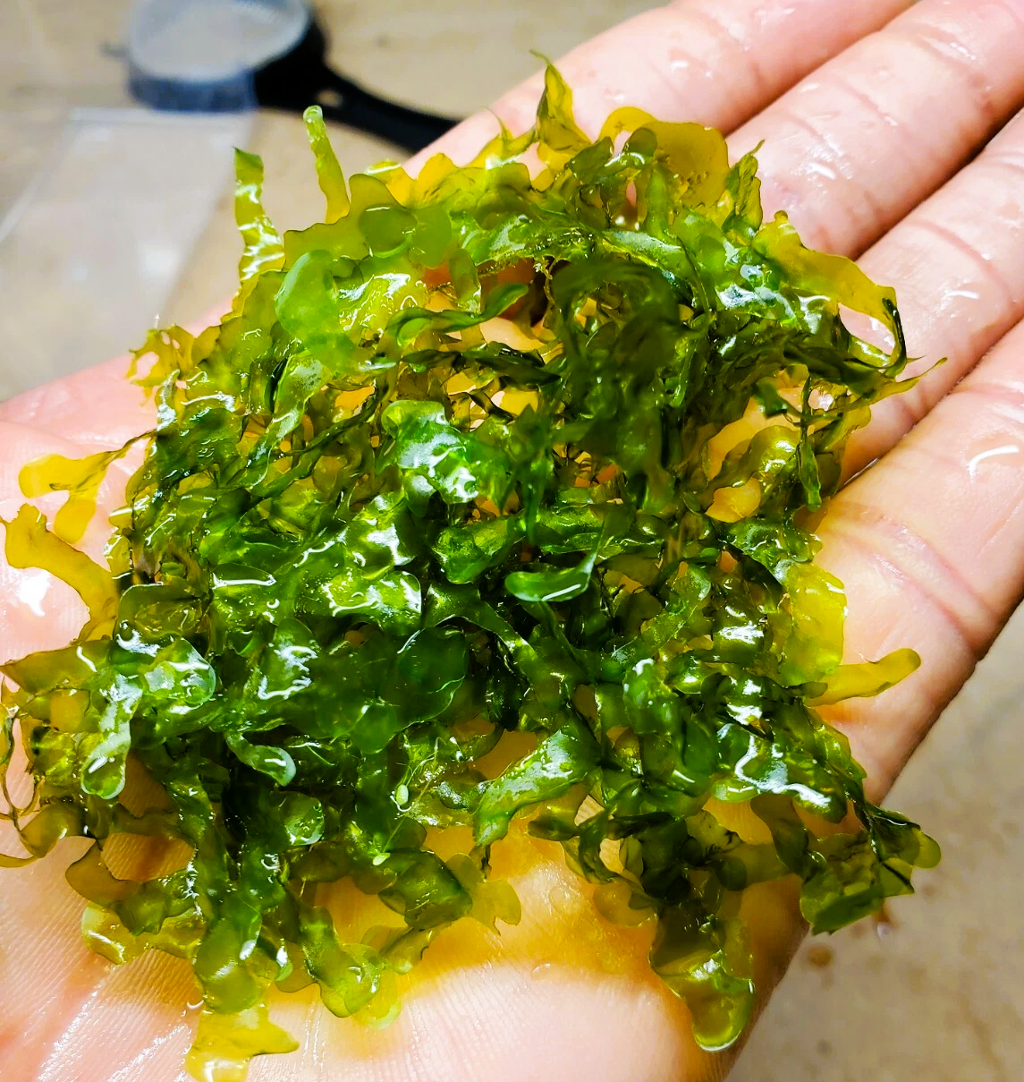 Subwassertang Portion - 20 Grams