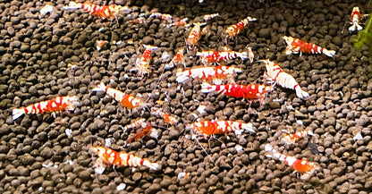 Red Fancy Tiger Shrimp